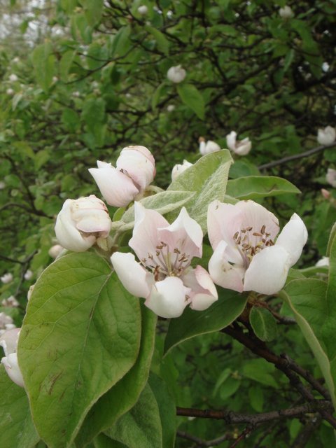 Cydonia oblonga 'd'Angers' fleur